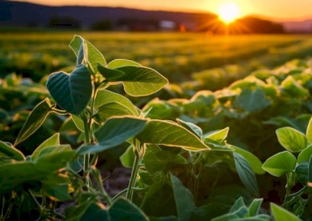 Soja saltaria 61,5% se cultivo avançar sobre áreas de pastagens