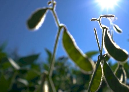 Clima seco reduz estimativa de produção de soja no Brasil