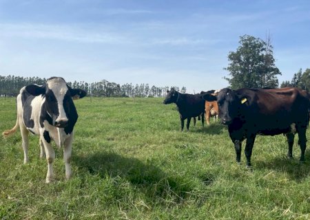 Produção de leite pode reduzir em até 70% o uso de água com boas práticas e manejo eficiente
