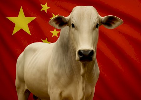 Veja o preço da arroba do boi gordo em dia em que a China adiou investigações