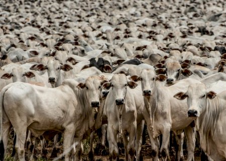 Indicador do Boi Gordo Datagro começa a semana em queda