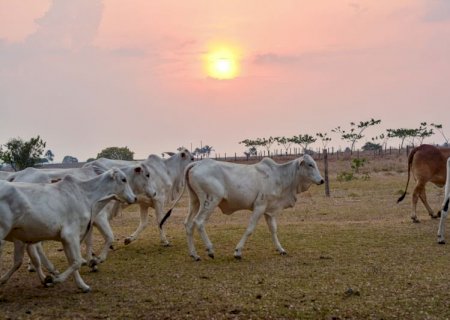 Verão mais quente eleva risco sanitário e impõe novos desafios à pecuária brasileira