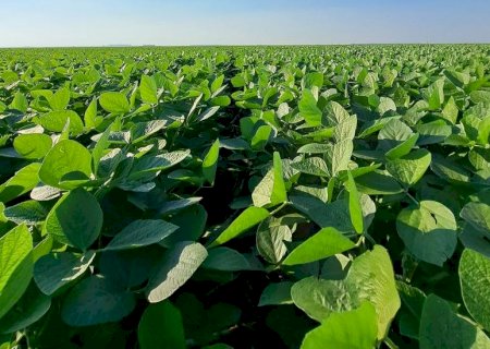 Plantio da safra de soja 2025/2026 é finalizado em Mato Grosso do Sul