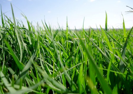 Capim verde mesmo com poucas chuvas? Sim, é possível!