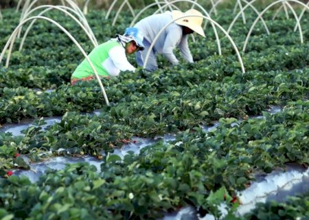 Finep anuncia parceria de R$ 74,9 milhões para a agricultura familiar