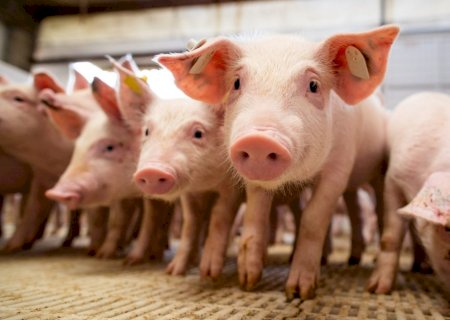 Suínos: produção de carne deve bater novo recorde em 2026
