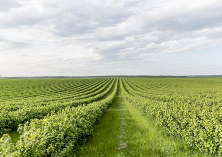 Decisão do STF sobre marco temporal pode travar investimentos no campo e acirrar conflitos