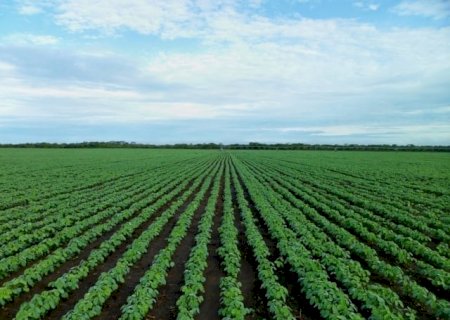 Como ficaram os preços de soja na véspera do relatório USDA?