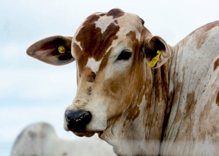 Qual será o preço da arroba do boi gordo em 2026? Valor pode chegar a R$ 400/@?