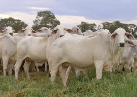 Boi gordo: o preço vai subir, e não é modinha, é ciclo