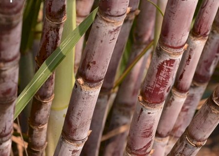 Encerramento de novembro é marcado por altas no mercado do etanol e do açúcar