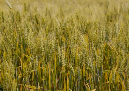 No acumulado até o terceiro trimestre, agro puxa crescimento da economia com alta de 11,6%