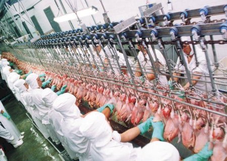 Brasil dribla gripe aviária e segue dominando exportações de frango