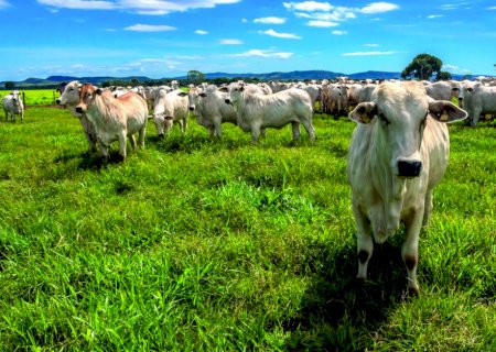 Brasil amplia mercados do agro com novas aberturas nos Emirados Árabes Unidos, Gana e Peru