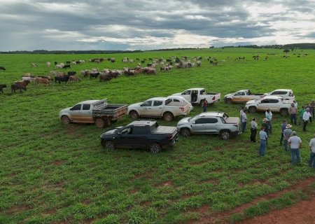 Sistemas integrados fortalecem a pecuária bovina no Cerrado
