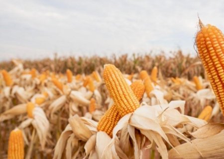 Uma ameaça conhecida: La Niña e o risco de oferta do milho safrinha
