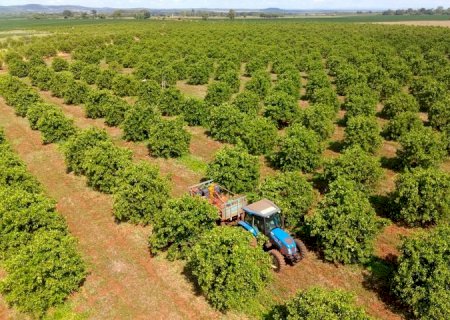 Citricultura: MS Citrus Summit vai debater nova fronteira produtiva em Três Lagoas