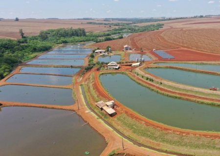 Piscicultura encerra 2025 fortalecida e mira avanços estratégicos em 2026
