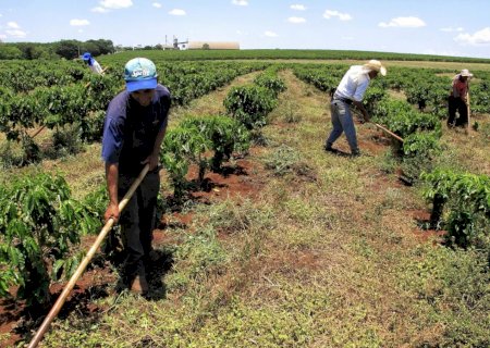 Fim da jornada 6×1 compromete produção de alimentos no Brasil, afirma Sistema FAEP