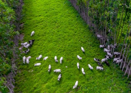 Brasil desenvolve inovações para a pecuária sustentável