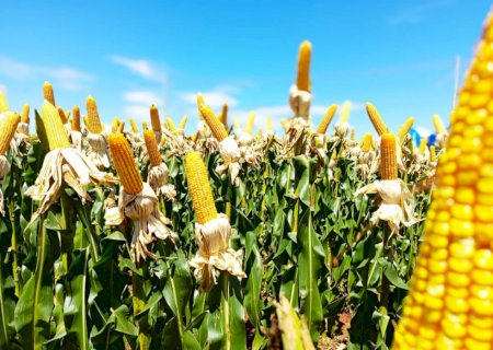 Bioinsumos concentram 70% das patentes verdes do agro brasileiro, aponta INPI