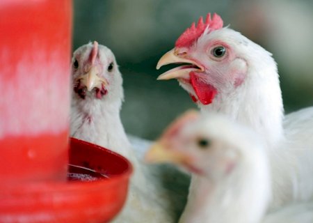 Nutrição balanceada garante qualidade óssea e desempenho das aves de corte