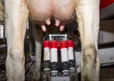 Ordenha automática chega às pequenas propriedades e revoluciona a pecuária leiteira