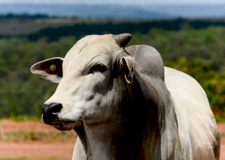 Confinamento na fazenda ou boitel: qual a melhor escolha para o pecuarista em 2026?