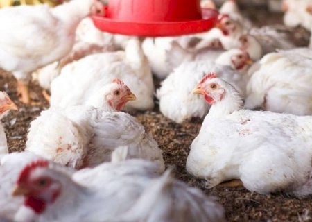 Exportações brasileiras de carne de frango bateram recorde em 2025