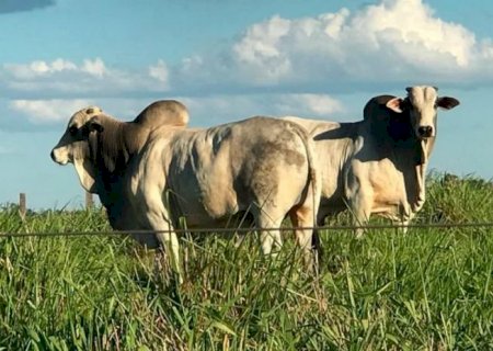Boi gordo em “clima de férias' e comportamento misto pelas praças pecuárias; veja as cotações