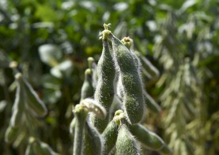 Iagro alerta: quase 1 milhão de hectares de soja ainda não foram cadastrados em MS, e prazo se aproxima do fim
