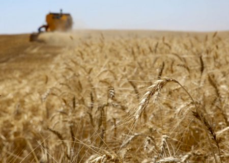 Importações de trigo atingem maior volume desde 2013 e pressionam preços internos