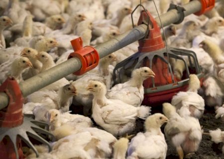 Peru habilita 36 novas unidades brasileiras para exportação de material genético animal
