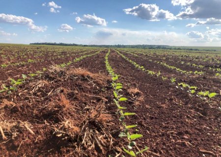 Prazo final se aproxima e Iagro alerta: quase 1 milhão de hectares de soja ainda não foram cadastrados em MS