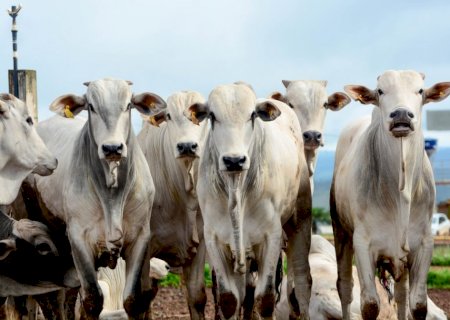 Redução da oferta de gado no Brasil reacende pressão sobre preços da carne no mundo