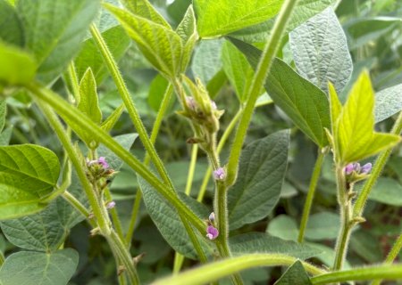 Florescimento da soja define potencial produtivo da lavoura