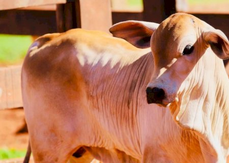 15,15/kg: bezerro atinge novo patamar histórico e reacende ciclo de alta na pecuária