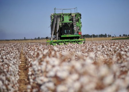 Preços do algodão seguem estáveis há 3 meses