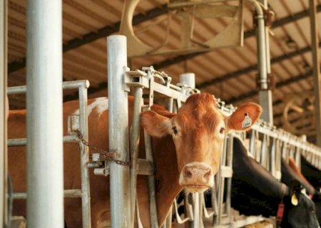 Alta na produção deve manter leite barato em 2026