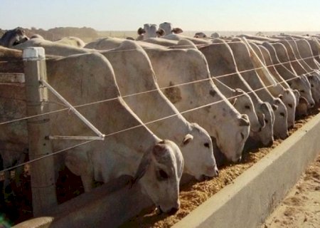Confinamento de gado cresceu 16% em 2025 no Brasil