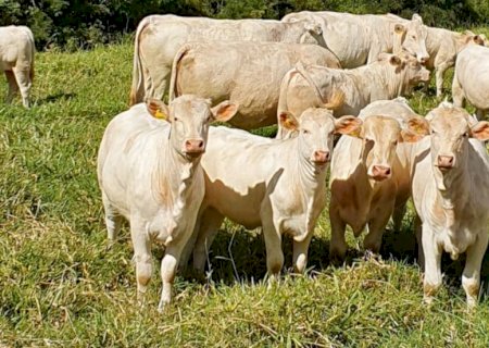 Desenhado para o Brasil, Canchim é uma das raças que mais crescem no país