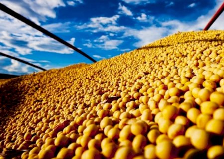 Empresas de cultivo de soja lideram as recuperações judiciais no campo