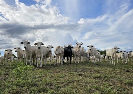 Recuperação de pastagens em MS avança com políticas públicas estruturantes, crédito e tecnologias