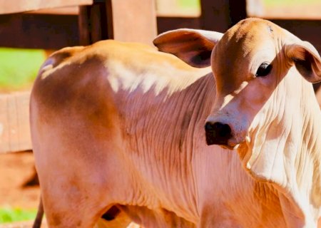 Preço do bezerro se aproxima de 17,68/kg, maior valor desde 2021; vai subir mais?