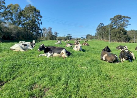 Vacas de alta produção leiteira exigem manejo específico para enfrentar o verão