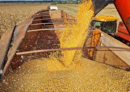 Exportação de DDG à China pode impactar mercado interno de Mato Grosso do Sul