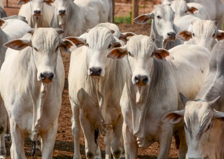Boi gordo tem nova referência e máxima de R$ 350/@ com pressão dos pecuaristas na oferta