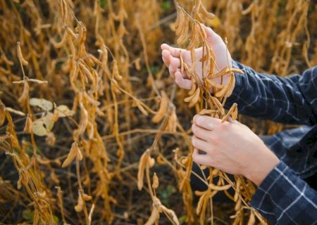 USDA eleva estimativa de produção de soja no Brasil em 2025/26 a 180 milhões de t