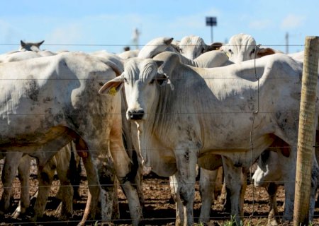 Boi gordo abre semana com forte alta em importantes praças; veja as cotações por região