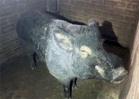 Invasão de javaporcos gigantes vira ameaça no campo e já provoca ataques a rebanhos e prejuízos